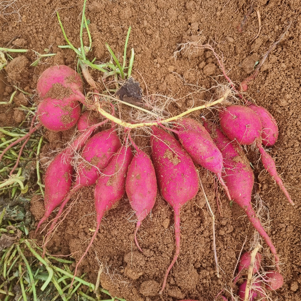 [농장직송] 첫수확 해남 호박고구마 2kg/10kg