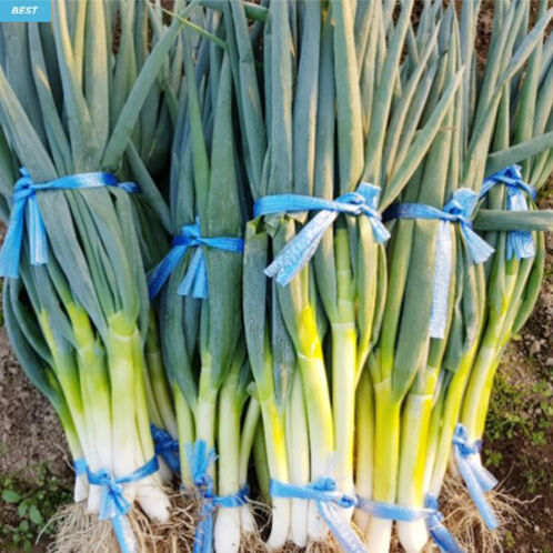 [깐대파] 직접 재배/당일 수확/깐대파 1kg