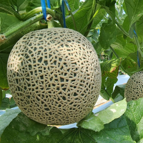 [전남곡성] 고당도 머스크 멜론 [1.5kg내외-6.5kg내외]