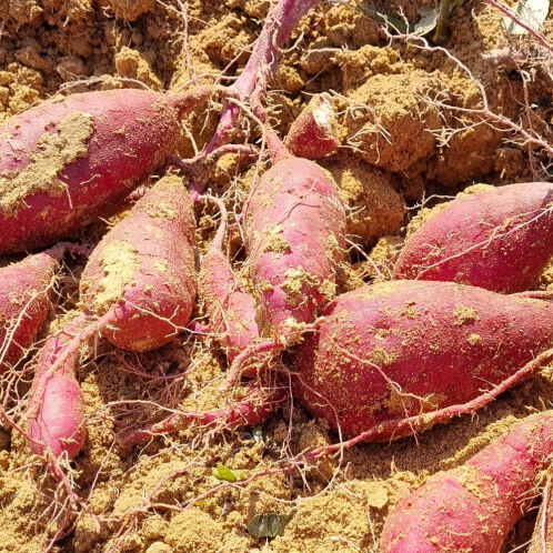 [해남 농장직송/첫수확] 오리지널 베니하루카 한입 꿀고구마 [2kg-5kg]