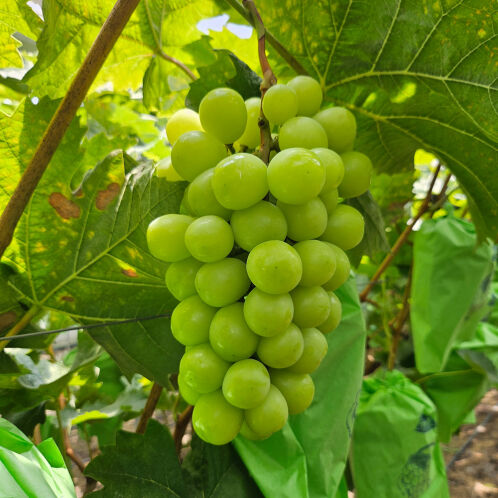 [산지직송/경북상주] 수출용_고당도 꿀샤인머스켓 3kg(3~4수)