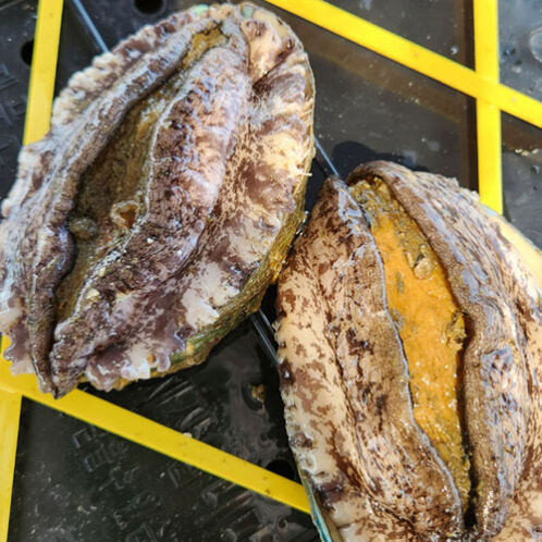 [완도 프리미엄] 완도 활전복 [1.0kg-1.5kg]