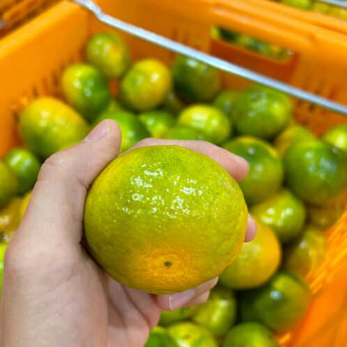 [농장직송/첫수확] 제주 고당도 조생감귤 [2.5kg-4.5kg]