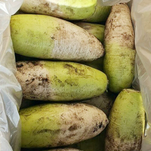 [농장직송] 제주_햇 화산토 무 [8kg-14kg] [익일출고]