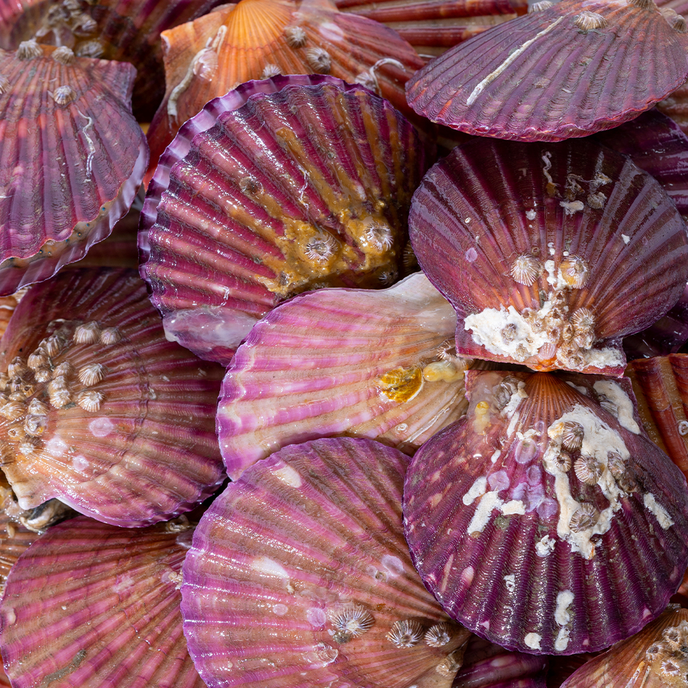 ★행사특가★ 통영 제철 세척 비단 통통 홍가리비 1kg 2kg