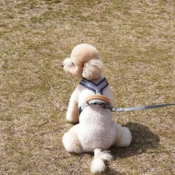 애견하네스 네이비 XL 하네스옷 하네스줄 예쁜하네스