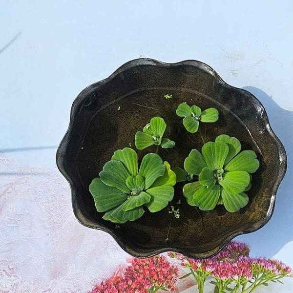 이랑 국내산 수공예 옹기수반 꽃형20cm - 옹기토수련