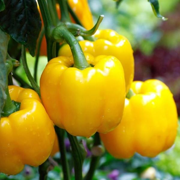 식용 미니 피망 파프리카 채소 종자 소니아골드 씨앗