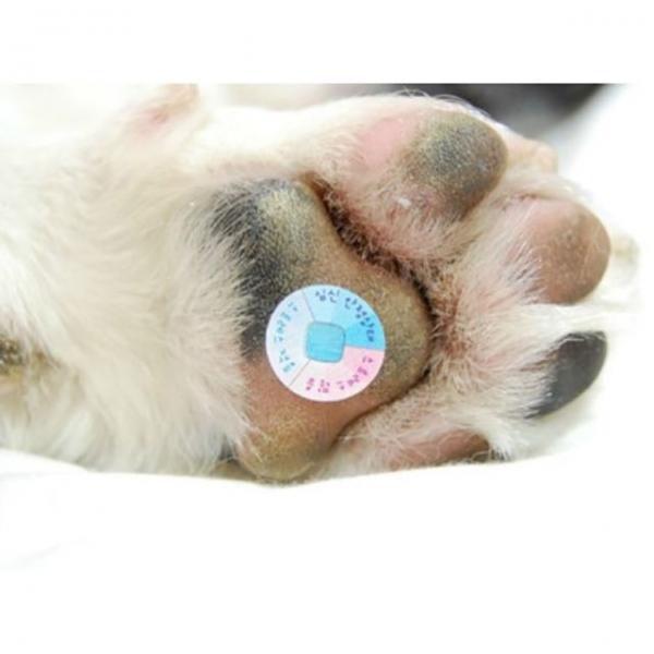 강아지 고양이 스트레스측정패치 (4ea)