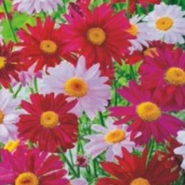 페르시안 핑크 제충국 국화과 종자 씨앗 품종 200립