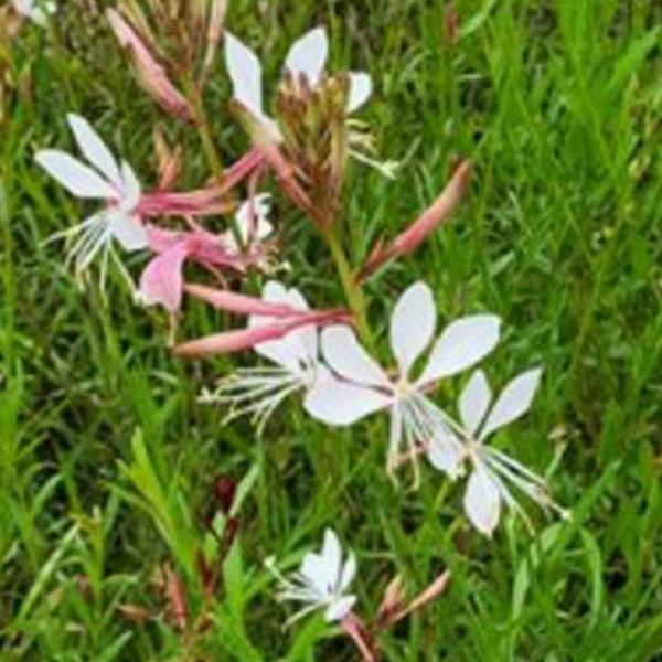 나비바늘꽃 야생화 허브 품종 꽃씨 종자 씨앗 100립