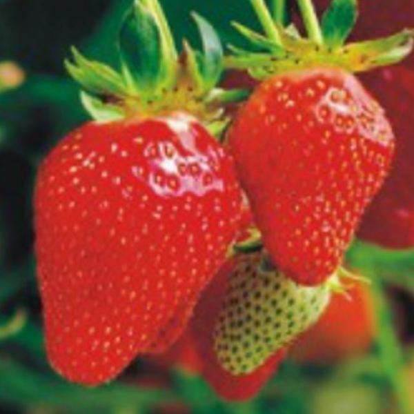 가정용 딸기 과일 씨 종자 씨앗 열매 식물 품종 100립