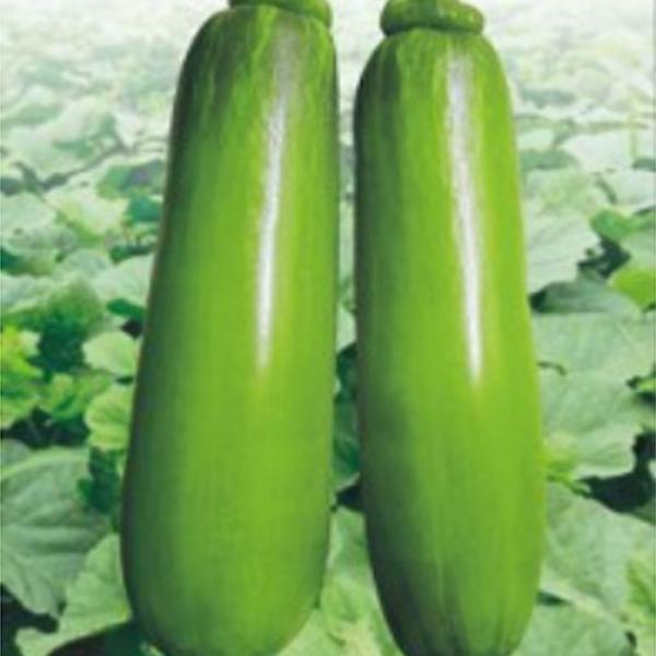 마디 애호박 식용 호박 씨 채소 열매 씨앗 종자 20립