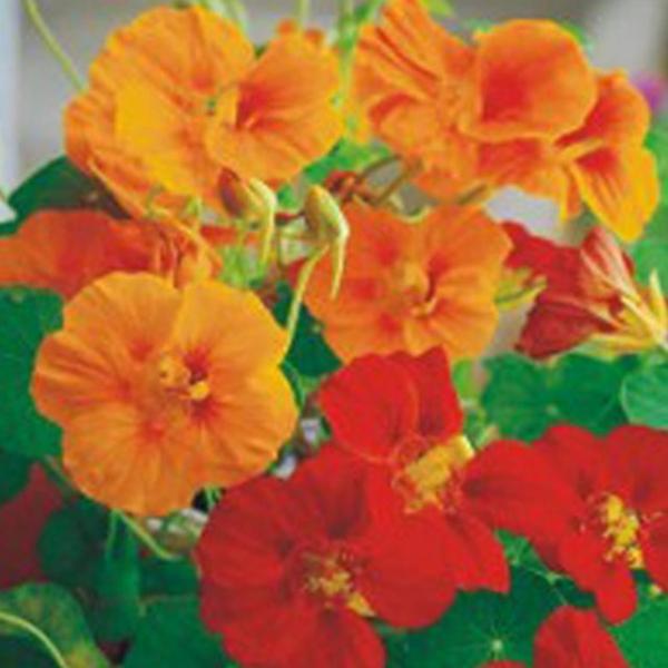 커몬 한련화 야생 꽃 정원 꽃씨 종자 씨앗 품종 20립