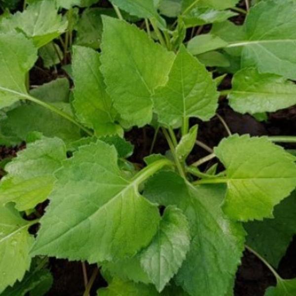 국산 고산 취나물 식물 나물 씨앗 품종 종자 300g