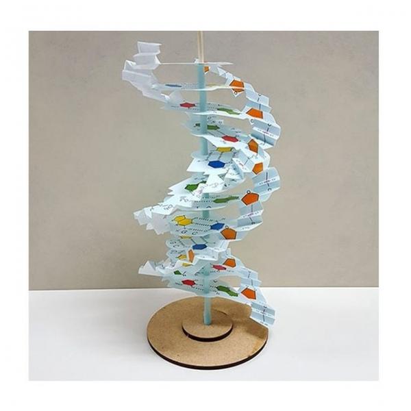 DNA 입체 모형 4명 세트