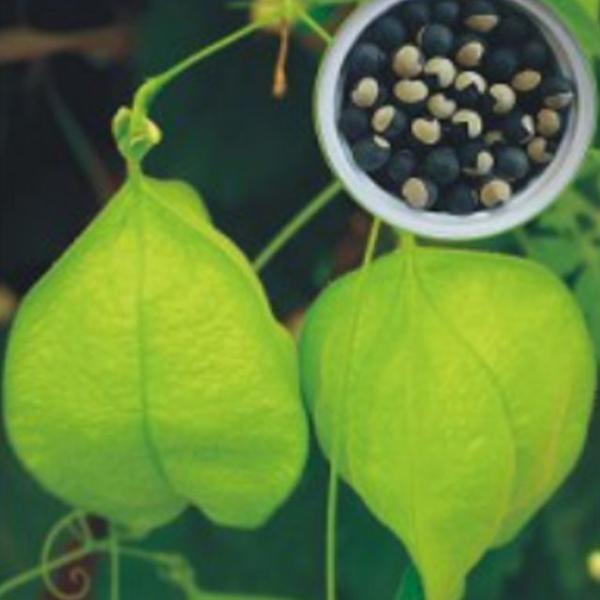 덩굴 풍선초 야생화 꽃씨 식물 종자 씨앗 품종 10립