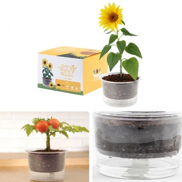 자동물공급 삼투압화분 해바라기씨앗 흙 세트