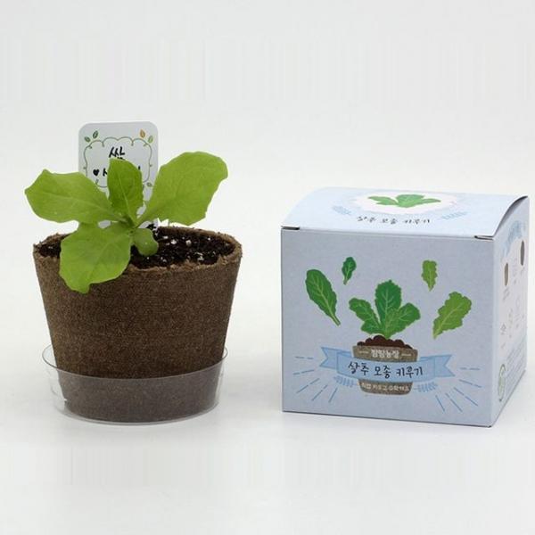 뿌리관찰 야채 채소 키우기 패키지