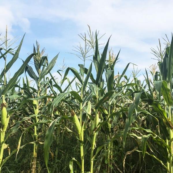 옥수수씨앗 찰옥수수 씨앗 식물 종자 열매 30g