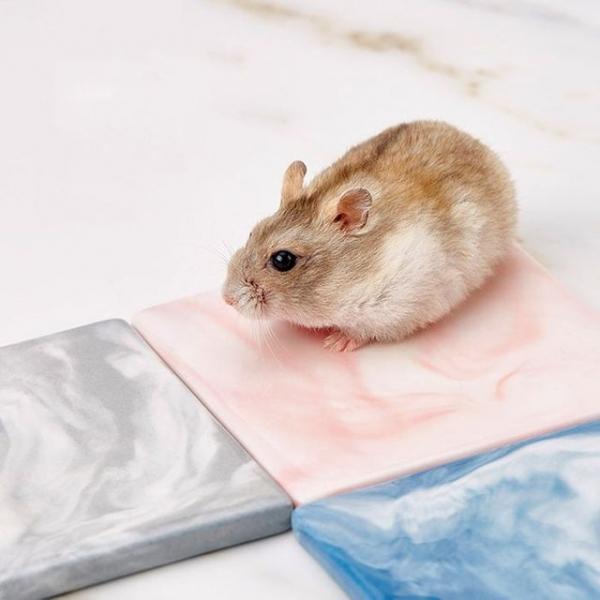 햄스터 도자기 쿨매트 곰돌이 고슴도치 여름 둣자리