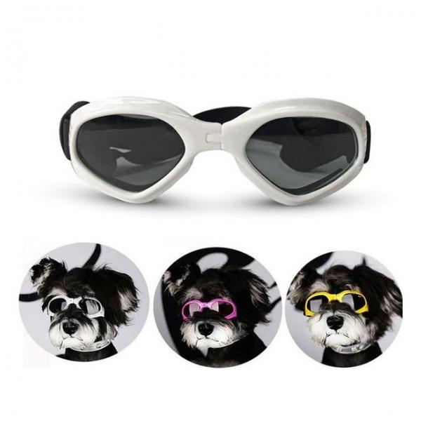 키밍 애견선글라스 촬영 도글라스 안경