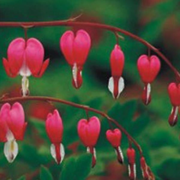 한국 금낭화 씨앗 야생화 꽃씨 종자 품종 정원 20립