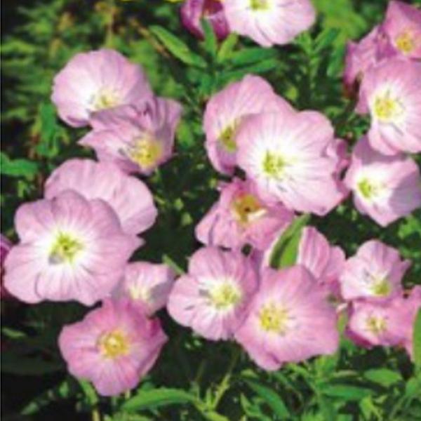 핑크 꽃 야생화 꽃씨 종자 달맞이꽃 씨앗 품종 500립