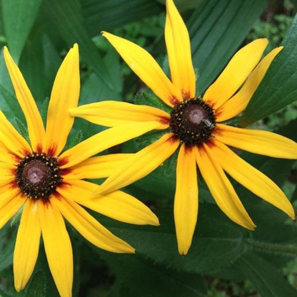 루드베키아 꽃씨앗 씨앗 야생화 꽃씨 종자 1000립