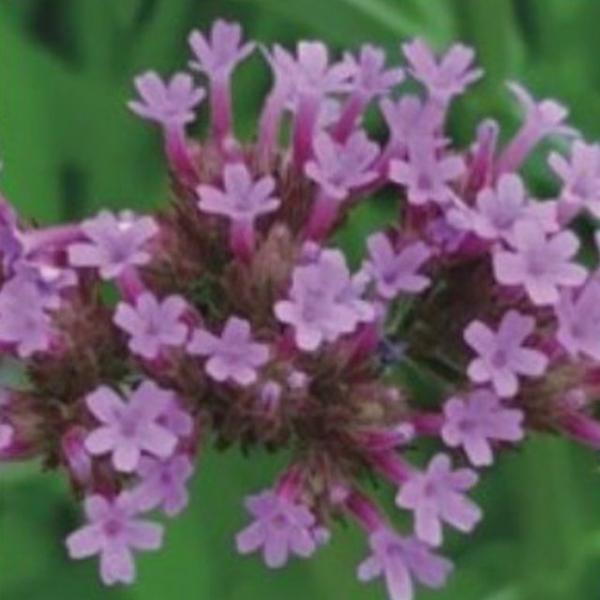 숙근버베나 버들마편초 품종 씨 꽃씨 종자 씨앗 200립