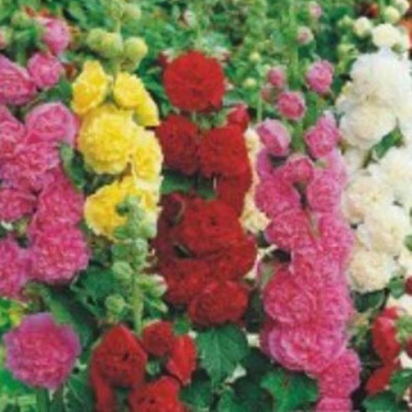 겹접시꽃 씨앗 야생화 꽃씨 종자 품종 접시꽃 30립