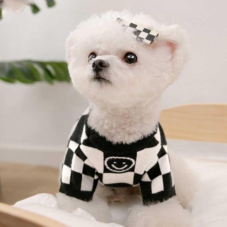 겨울 귀여운 봄 강아지 데일리 니트 스타일 가을 긴팔 강아지스타일 귀여운