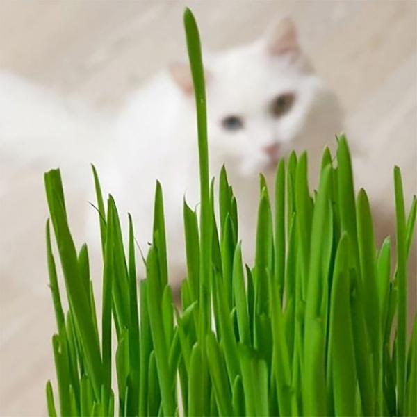 직접키운 캣그라스 생화 2개 고양이풀 고양이 헤어볼