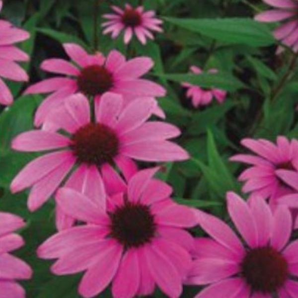 꽃씨앗 정원 야생화 꽃씨 종자 자색루드베키아 100립