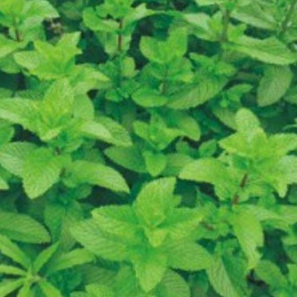 국내채종 박하 품종 재래종 씨 종자 품종 씨앗 50립