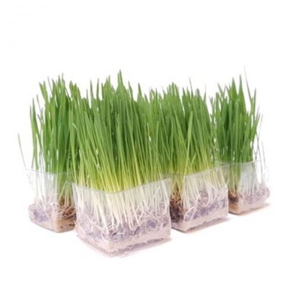 직접키운 캣그라스 데일리 멀티팩 5개+창문걸이화분