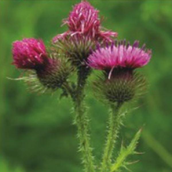 국내산 재래 엉겅퀴 씨앗 작물 품종 산채 종자 100립