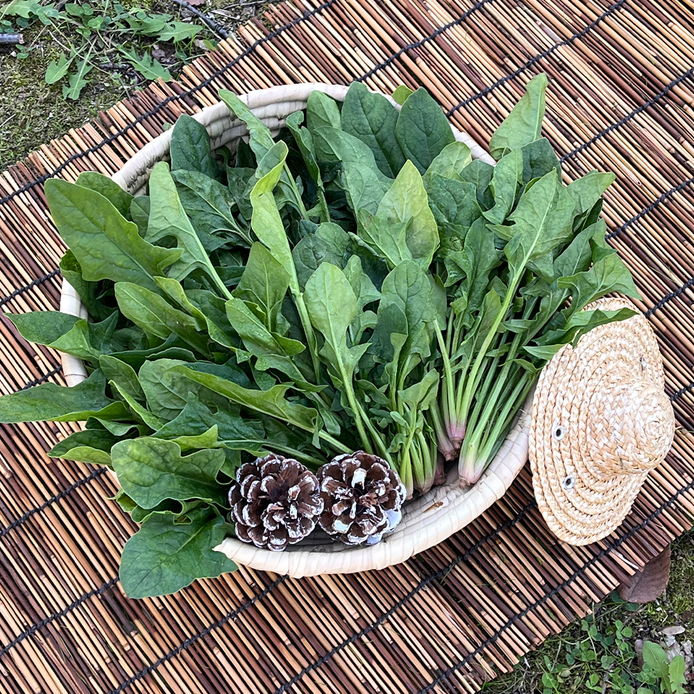 [HM] 향긋하고 달큰한 남해 보물초 1kg/2kg