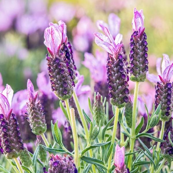 라벤더 야생화 꽃씨 종자 허브 품종 정원 씨앗 100립