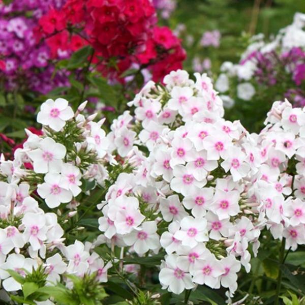 플록스 꽃잔디 야생화 꽃씨 종자 품종 씨앗 300립