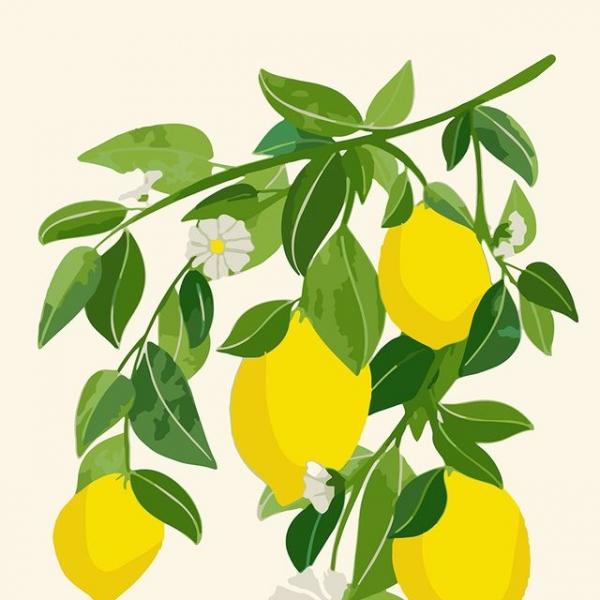 하모니아트 DIY 유화그리기 세트 40x50 레몬 나무