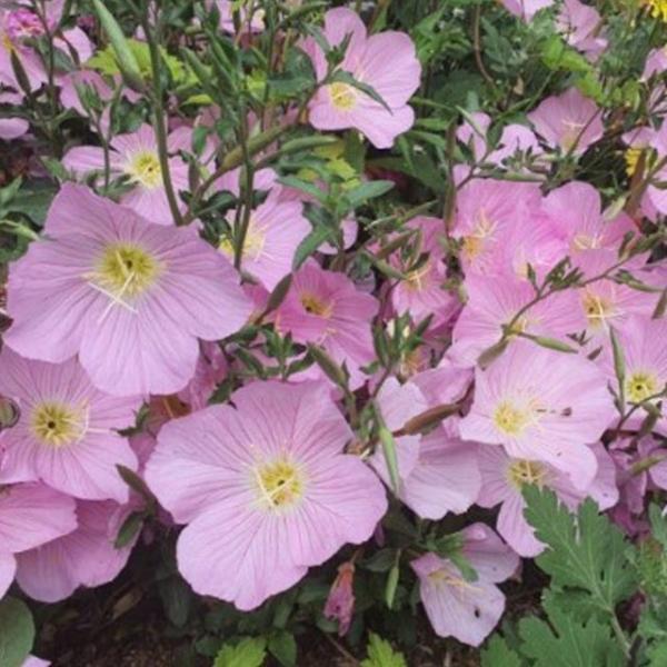 핑크 꽃 야생화 꽃씨 종자 달맞이꽃 씨앗 품종 5000립