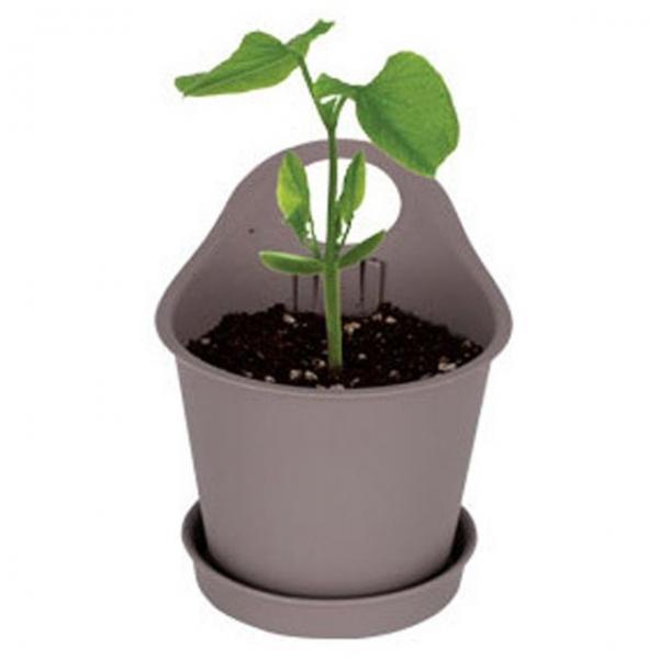 키우기쉬운식물 화분 강낭콩씨앗 흙 식물재배 키트