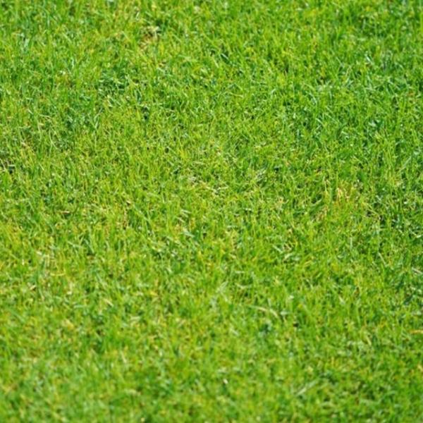 정원 골프장 운동장 축구장 산소 잔디 씨앗 종자 30g