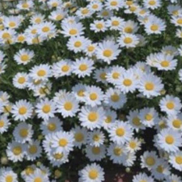 마가렛 씨 씨앗 야생화 꽃씨 종자 품종 200립