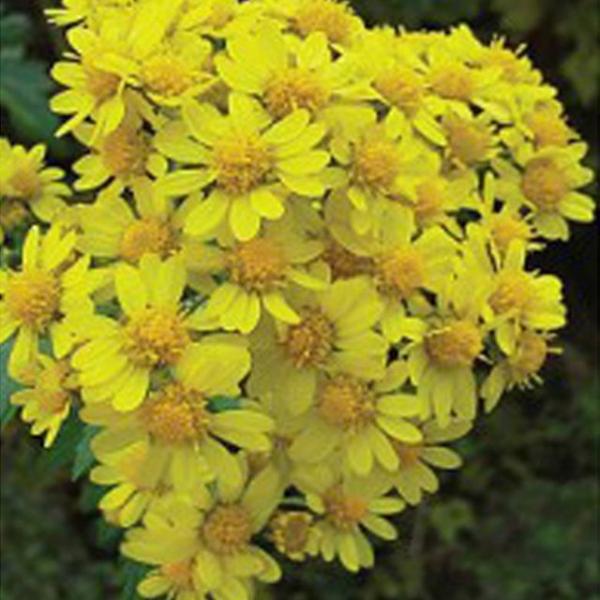 들국화 산국화 씨앗 야생화 꽃씨 종자 품종 정원 2g