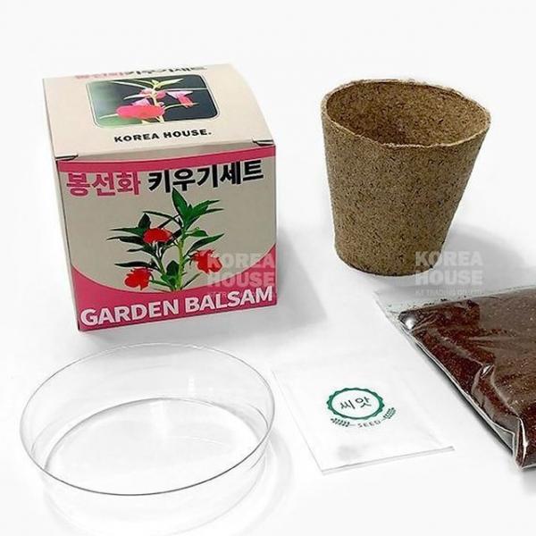 자연관찰 봉선화 키우기 세트 4P 봉숭아 식물 키트