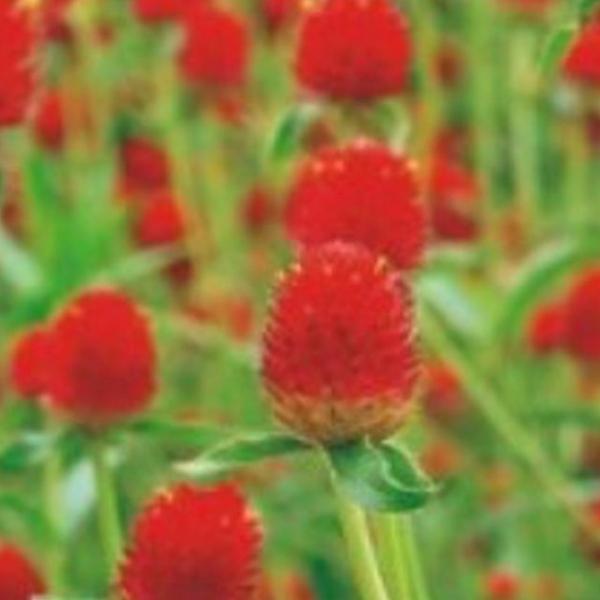 천일홍 레드 꽃 야생화 꽃씨 씨앗 종자 품종 1000립