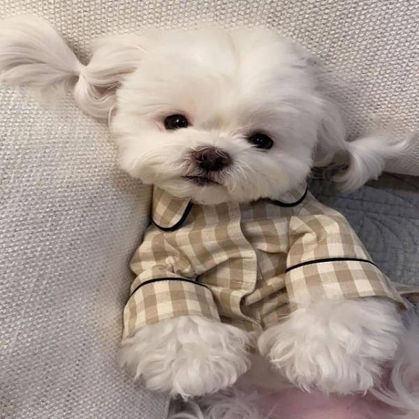 롤업 체크 파자마 잠옷 강아지옷