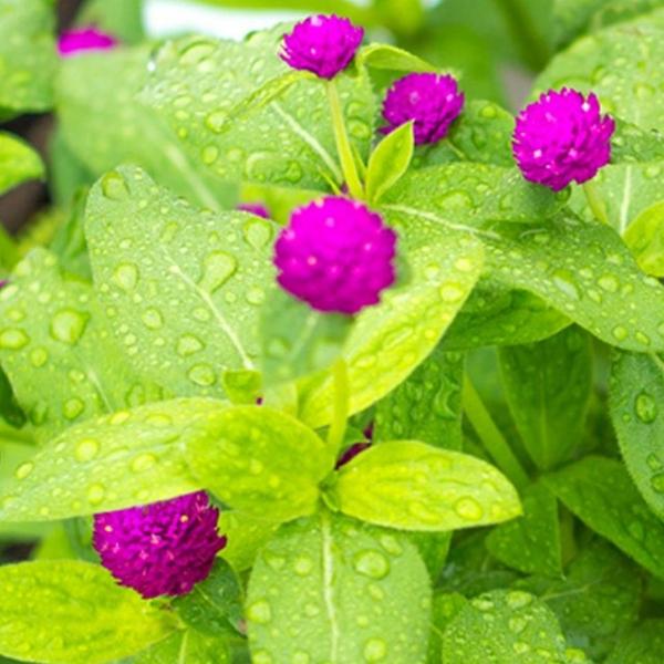 꽃씨앗 야생화 꽃씨 종자 천일홍 품종 키우기 1000립